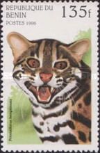 Leopard Cat (Prionailurus bengalensis)