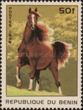 Horse (Equus ferus caballus)