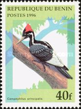 Ivory-billed Woodpecker (Campephilus principalis)