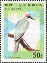 Grey-necked Rockfowl (Picathartes oreas)