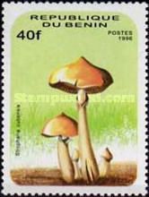 Stropharia cubensis