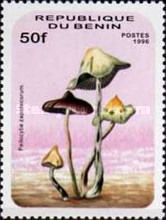 Psilocybe zapotecorum