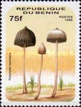 Psilocybe mexicana