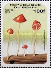 Conocybe sitigineoides