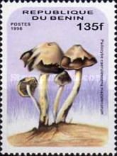 Psilocybe caerulescens mazatgecorum