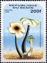 Psilocybe caerulescens nigripes