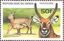 Waterbuck (Kobus ellipsiprymmus)