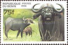 African Buffalo (Syncerus caffer)