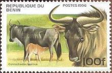 Blue Wildebeest (Connochaetes taurinus)