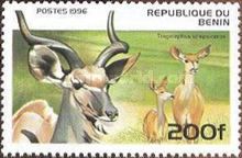 Greater Kudu (Tragelaphus strepsiceros)