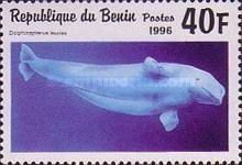Beluga (Delphinapterus leucas)