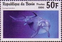 Common Bottlenose Dolphin (Tursiops truncatus)
