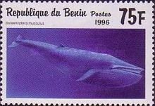 Blue Whale (Balaenoptera musculus)