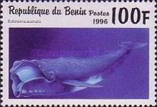 Southern Right Whale (Eubalaena australis)
