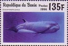 Risso's Dolphin (Gramphidelphis griseus)