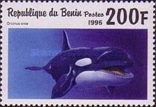 Killer Whale (Orcinus orca)