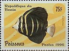 Surgeonfish (Acanthuridus sp.)