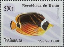 Butterflyfishes (family Chaetodontidae)