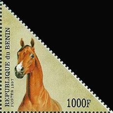 Horse (Equus ferus caballus)