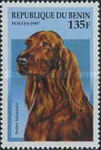 Irish Setter (Canis lupus familiaris)