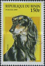Saluki (Canis lupus familiaris)