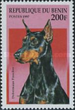 Doberman Pinscher (Canis lupus familiaris)