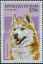 Siberian Husky (Canis lupus familiaris)