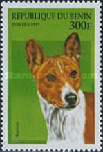 Basenji (Canis lupus familiaris)