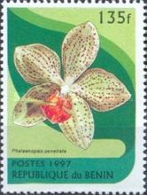 Phalaenopsis Penetrate