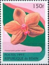 Phalaenopsis Golden sands