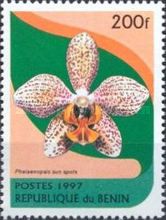 Phalaenopsis Sun spots