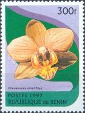 Phalaenopsis Christi floyd