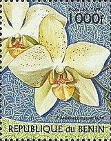 Phalaenopsis Janet Kuhn