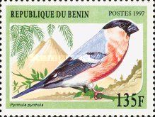 Eurasian Bullfinch (Pyrrhula pyrrhula)