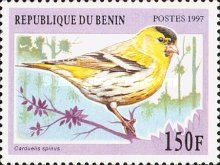 Eurasian Siskin (Carduelis spinus)