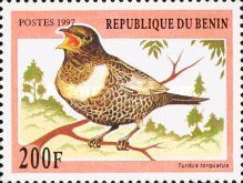 Ring Ouzel (Turdus torquatus)