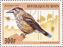 Eurasian Nutcracker (Nucifraga caryocatactes)