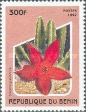 Stapelia grandiflora