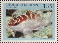 Blacktip Grouper (Epinephelus fasciatus)