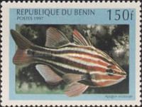 Western Striped Cardinalfish (Apogon victoriae)