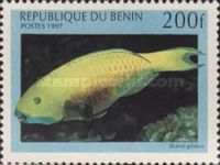 Heavyback Parrotfish (Scarus gibbus)