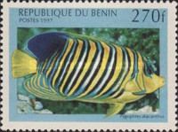 Regal Angelfish (Pygoplites diacanthus)