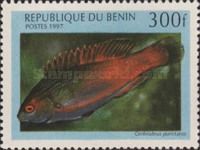Dotted Wrasse (Cirrhilabrus punctatus)