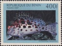 Coral Hawkfish (Cirrhitichthys oxycephalus)