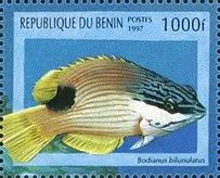 Aawa (Bodianus bilunulatus)