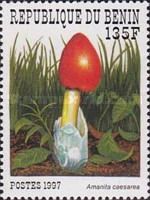 Amanita caesarea
