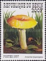 Amanita bisporigera
