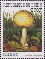 Amanita rubescens