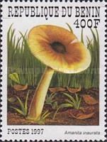 Amanita inaurata