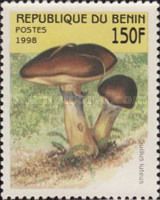 Suillus luteus